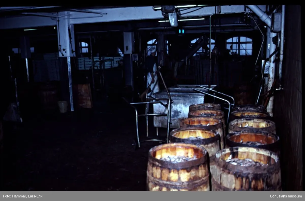 Fotografens noteringar: "Abba. Lysekil. Saltning. 20/10 1982."