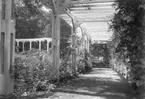 Pergola hos stadsmäklare Kullgren, Stenungsön i september 1926.