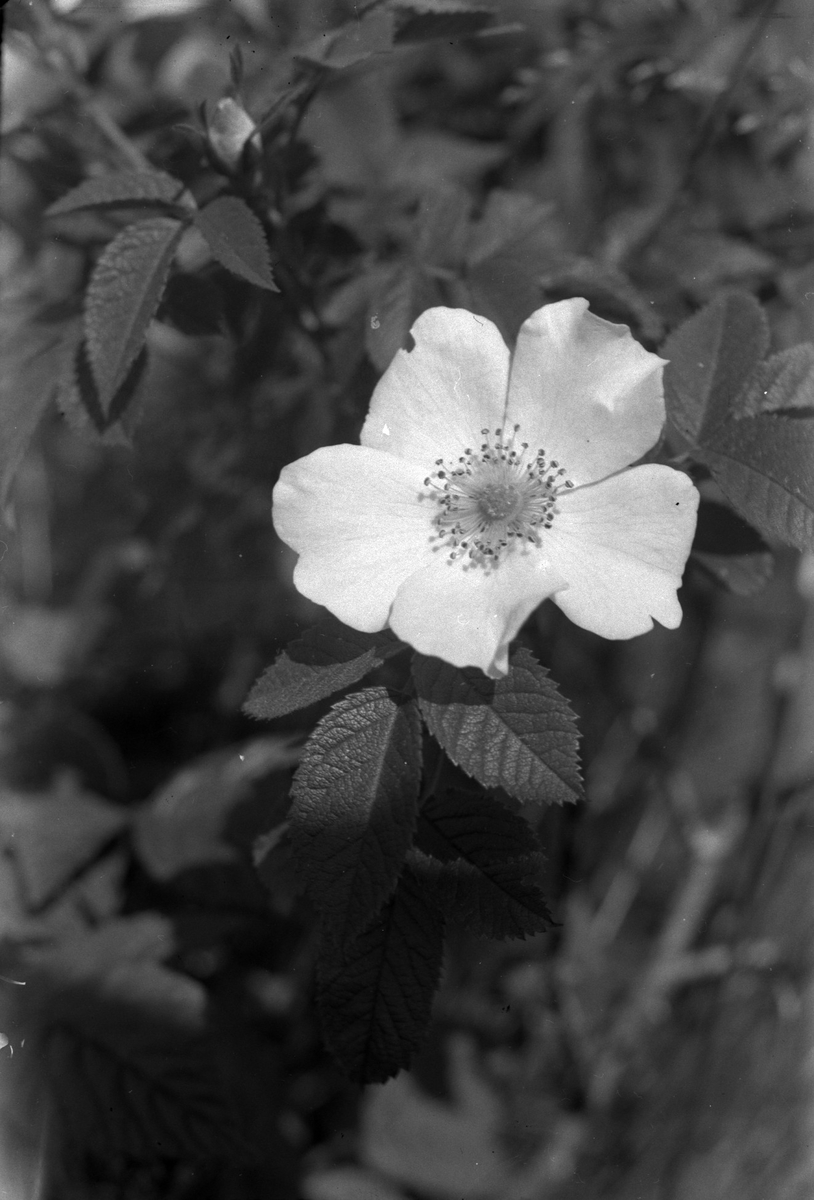 UMFA54429:2817