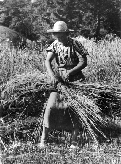 Tora Ludviksson (Olles mor) binder kärvar på Blötebogen. Hon kommer från Ärtemark i Dalsland, hatten är därifrån. 
Ca 1935.