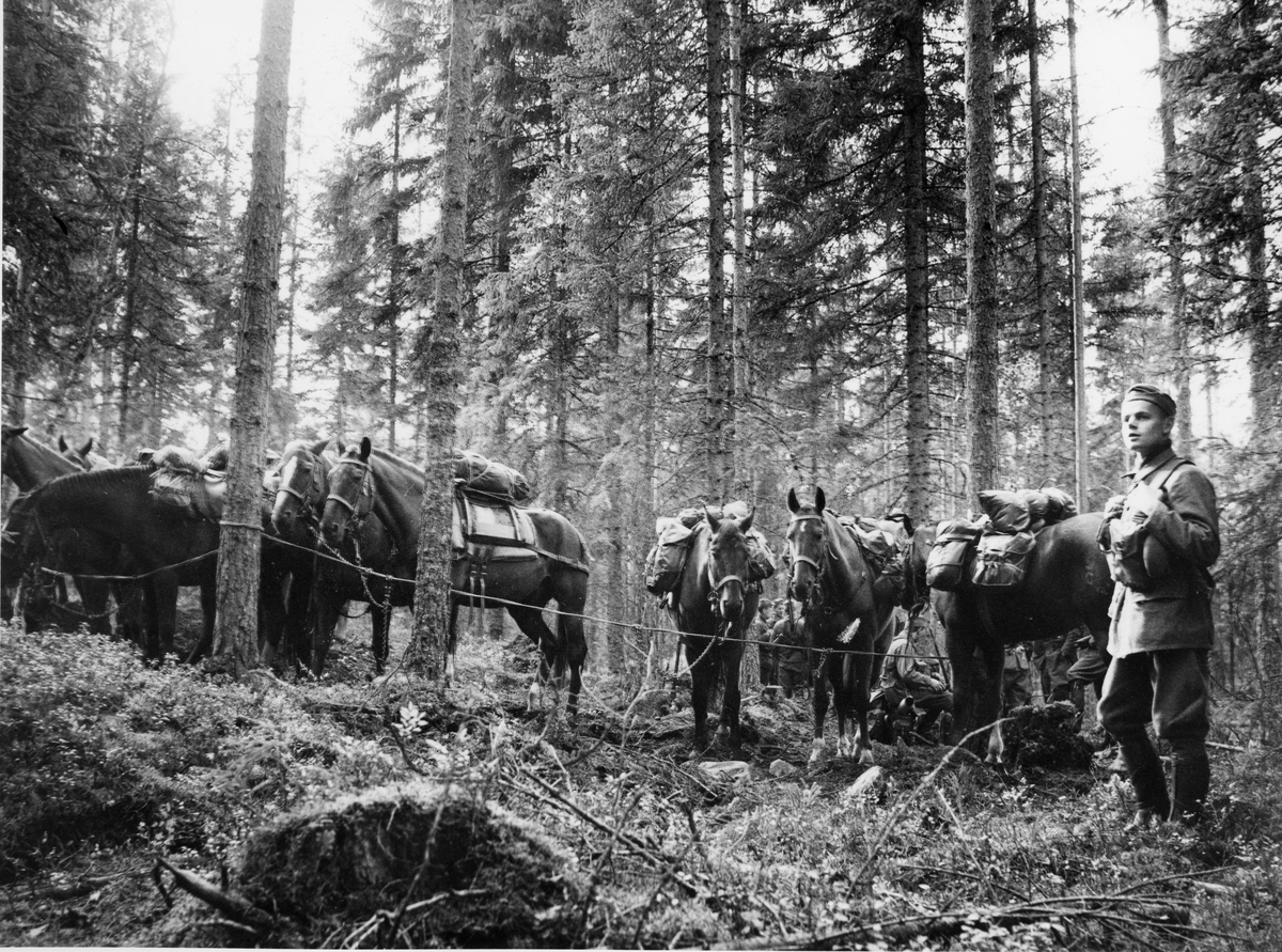 2:a jägarskvadronen KFÖ Strömsholm, klövjade hästar rastar  i skogsterrängen år 1964.