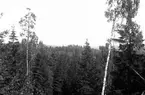 Vy över ett skogsområde..
