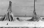 Nedisade elstolpar vid Vätterns strand i Jönköping år 1928.