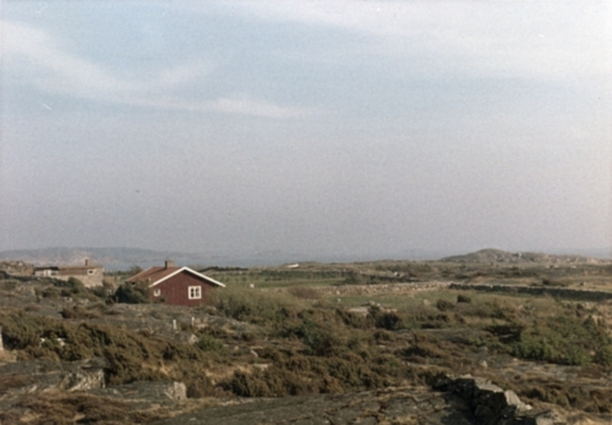 Bua