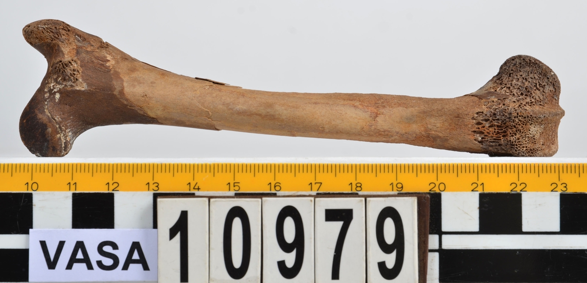 Ben från får/get (Ovis aries/Capra hircus).
1 st. fragment av skulderblad (scapula).
1 st. överarm (humerus).
1 st. strålben (radius).
1 st armbågsben (ulna).
1 st. lårben (femur).
1 st. skenben (tibia).
1 st. del av bäckenben ( del av pelvis).
