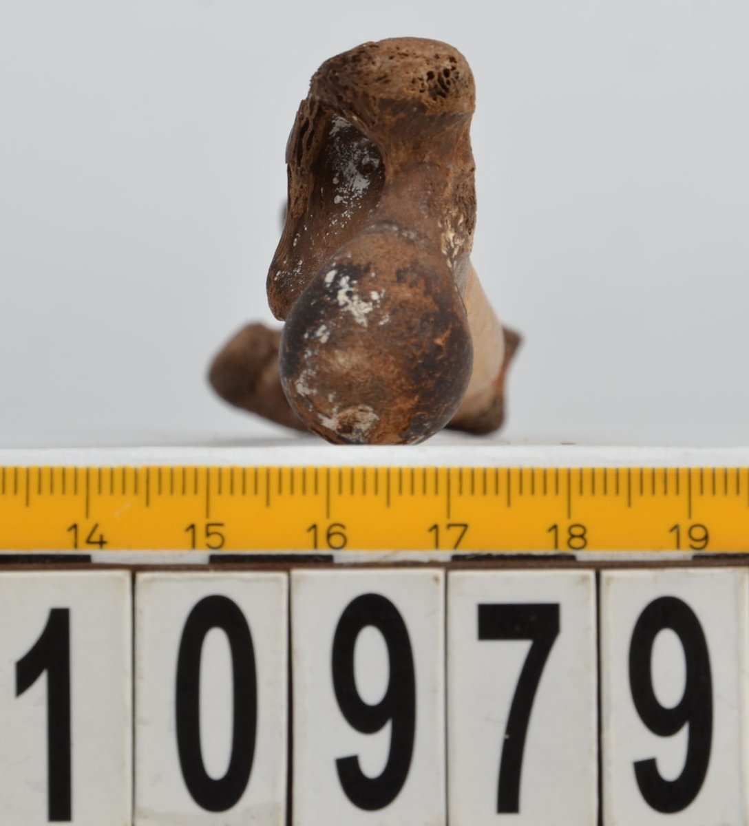 Ben från får/get (Ovis aries/Capra hircus).
1 st. fragment av skulderblad (scapula).
1 st. överarm (humerus).
1 st. strålben (radius).
1 st armbågsben (ulna).
1 st. lårben (femur).
1 st. skenben (tibia).
1 st. del av bäckenben ( del av pelvis).