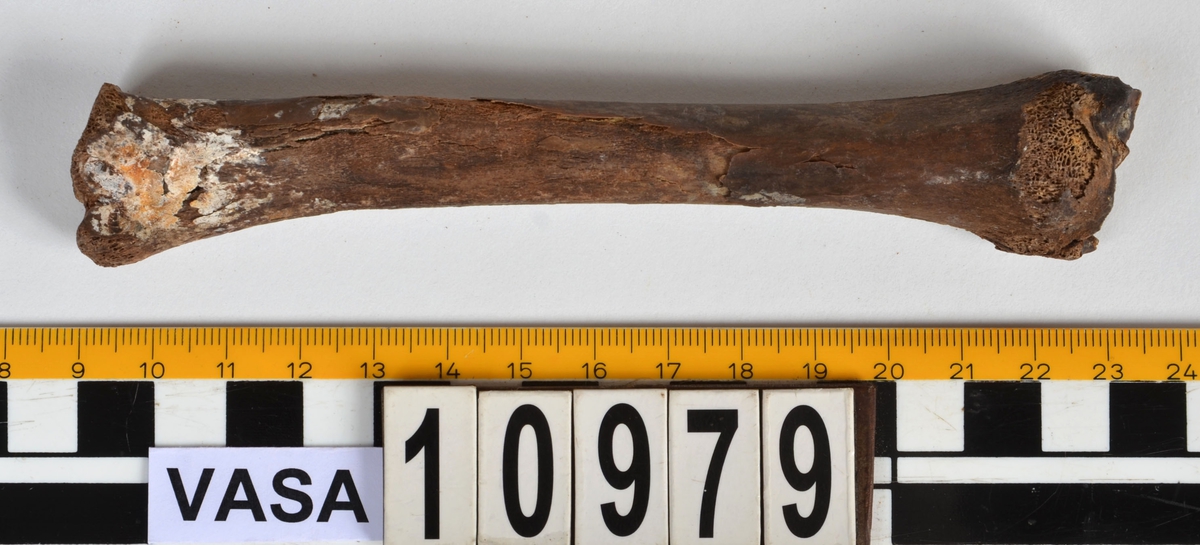 Ben från får/get (Ovis aries/Capra hircus).
1 st. fragment av skulderblad (scapula).
1 st. överarm (humerus).
1 st. strålben (radius).
1 st armbågsben (ulna).
1 st. lårben (femur).
1 st. skenben (tibia).
1 st. del av bäckenben ( del av pelvis).