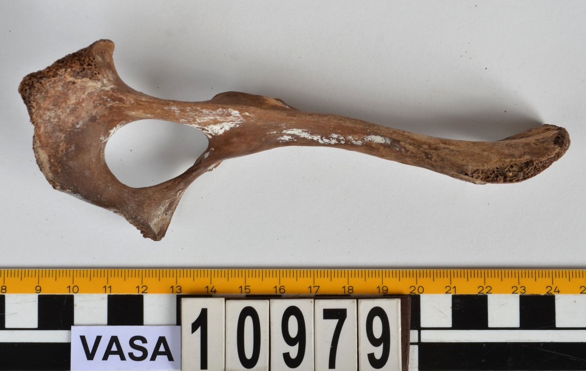Ben från får/get (Ovis aries/Capra hircus).
1 st. fragment av skulderblad (scapula).
1 st. överarm (humerus).
1 st. strålben (radius).
1 st armbågsben (ulna).
1 st. lårben (femur).
1 st. skenben (tibia).
1 st. del av bäckenben ( del av pelvis).