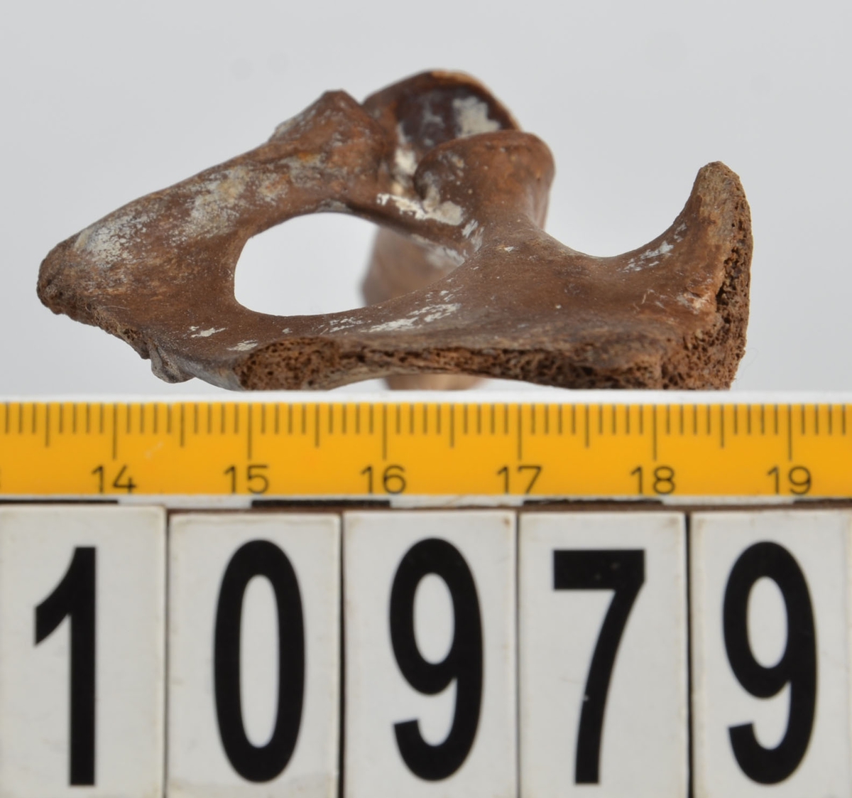 Ben från får/get (Ovis aries/Capra hircus).
1 st. fragment av skulderblad (scapula).
1 st. överarm (humerus).
1 st. strålben (radius).
1 st armbågsben (ulna).
1 st. lårben (femur).
1 st. skenben (tibia).
1 st. del av bäckenben ( del av pelvis).