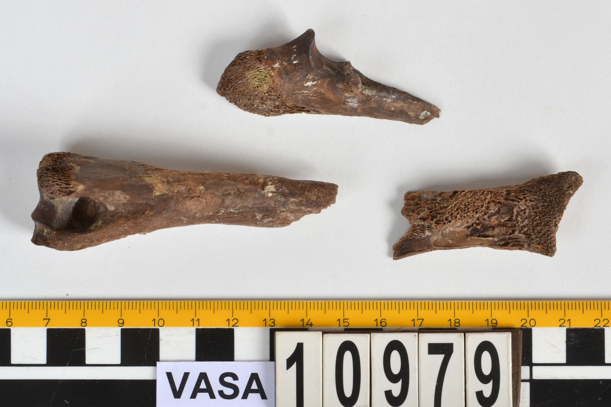 Ben från får/get (Ovis aries/Capra hircus).
1 st. fragment av skulderblad (scapula).
1 st. överarm (humerus).
1 st. strålben (radius).
1 st armbågsben (ulna).
1 st. lårben (femur).
1 st. skenben (tibia).
1 st. del av bäckenben ( del av pelvis).