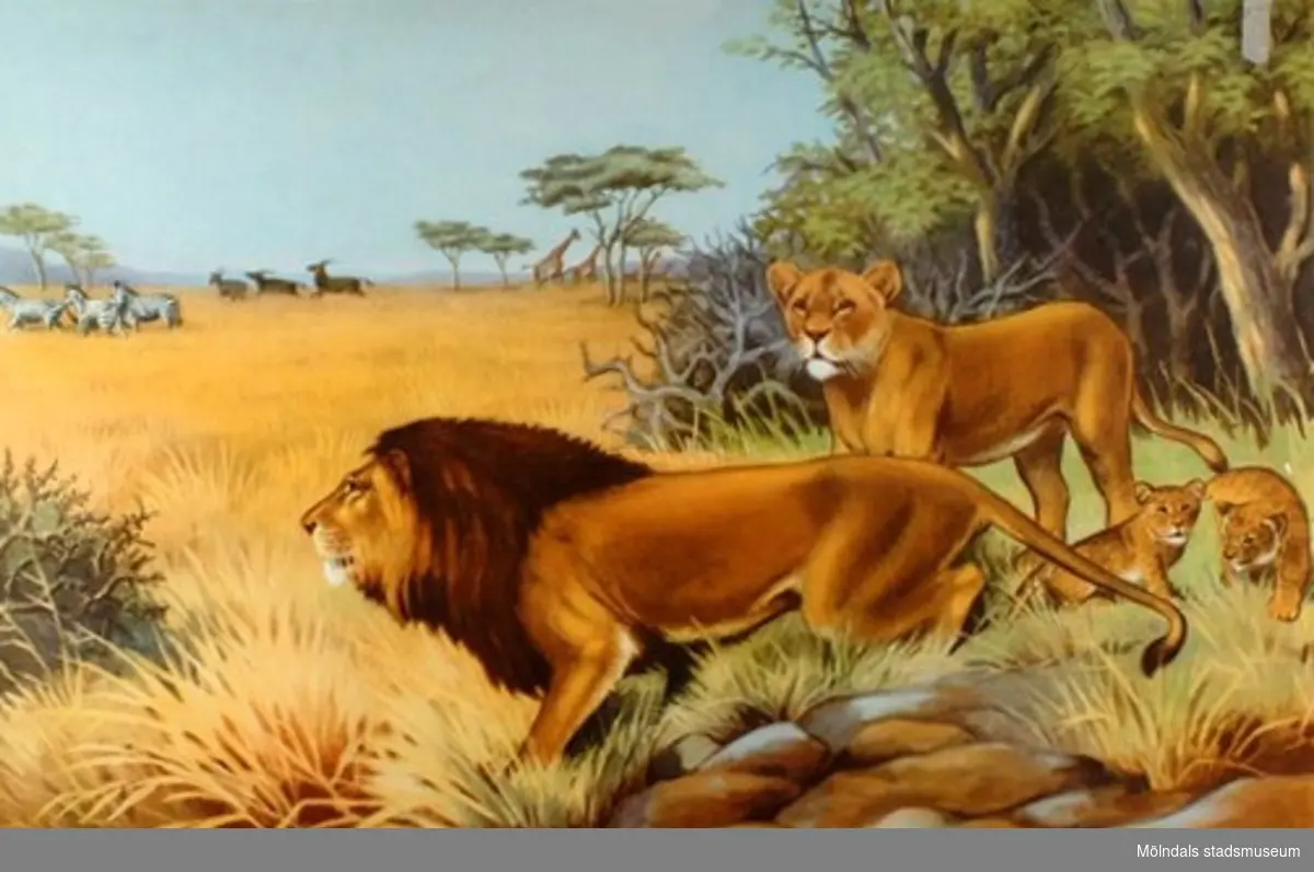 22920:1 - Lejon (savann).
22920:2 - Gorilla (urskog).
22920:3 - Elefant (Centralafrika).
22920:4 - Tiger (indisk jungel).
22920:5 - Isbjörn (polarlandskap).
22920:6 - Känguru (Australien).
22920:7 - Dromedarer (oas).
22920:8 - Struts (savann).
22920:9 - Haj (ostindiskt korallrev).
22920:10 - Flodhäst.
22920:11 - Blåval (Södra ishavet).
22920:12 - Lama (Anderna).
22920:13 - Noshörning (savann).

13 st skolplanscher som användes vid Zoologiundervisning på Gamla Liveredsskolan i Kållered.