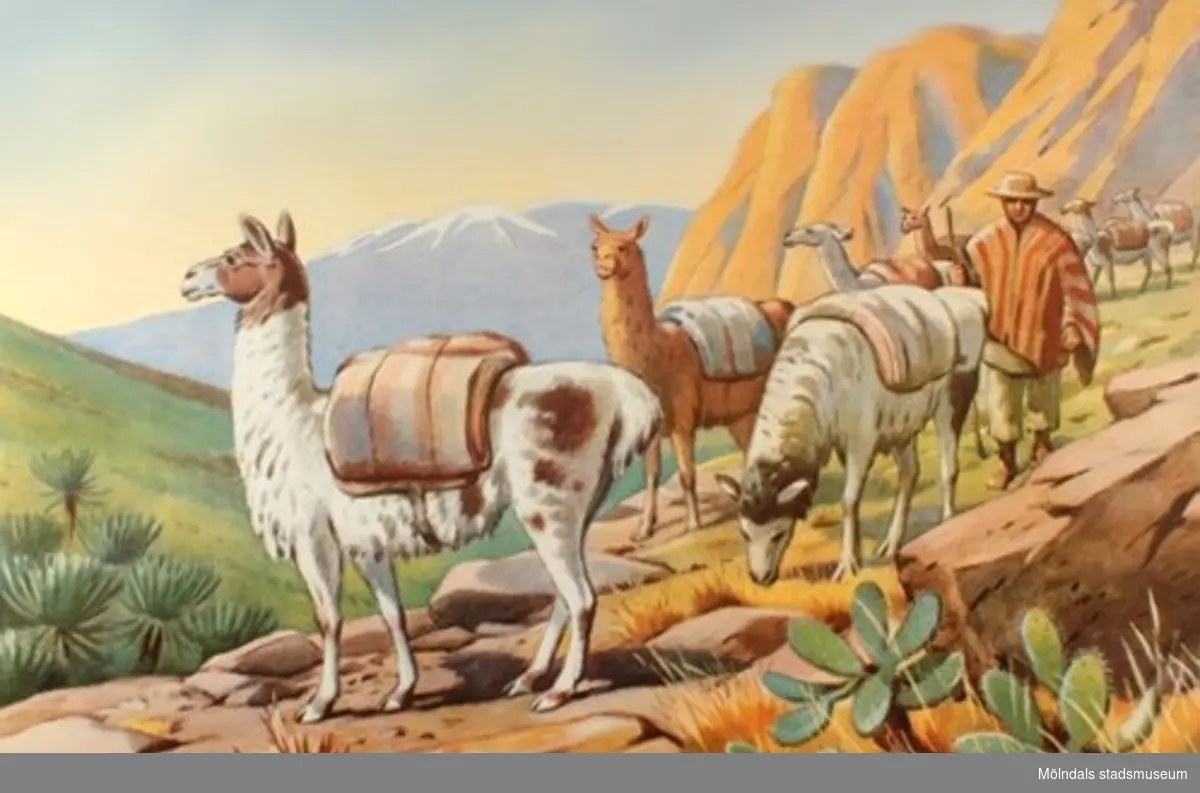 22920:1 - Lejon (savann).
22920:2 - Gorilla (urskog).
22920:3 - Elefant (Centralafrika).
22920:4 - Tiger (indisk jungel).
22920:5 - Isbjörn (polarlandskap).
22920:6 - Känguru (Australien).
22920:7 - Dromedarer (oas).
22920:8 - Struts (savann).
22920:9 - Haj (ostindiskt korallrev).
22920:10 - Flodhäst.
22920:11 - Blåval (Södra ishavet).
22920:12 - Lama (Anderna).
22920:13 - Noshörning (savann).

13 st skolplanscher som användes vid Zoologiundervisning på Gamla Liveredsskolan i Kållered.