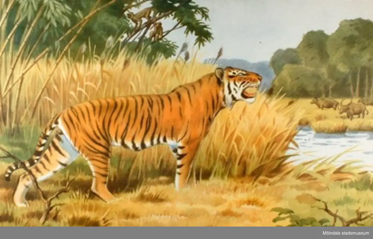22920:1 - Lejon (savann).
22920:2 - Gorilla (urskog).
22920:3 - Elefant (Centralafrika).
22920:4 - Tiger (indisk jungel).
22920:5 - Isbjörn (polarlandskap).
22920:6 - Känguru (Australien).
22920:7 - Dromedarer (oas).
22920:8 - Struts (savann).
22920:9 - Haj (ostindiskt korallrev).
22920:10 - Flodhäst.
22920:11 - Blåval (Södra ishavet).
22920:12 - Lama (Anderna).
22920:13 - Noshörning (savann).

13 st skolplanscher som användes vid Zoologiundervisning på Gamla Liveredsskolan i Kållered.