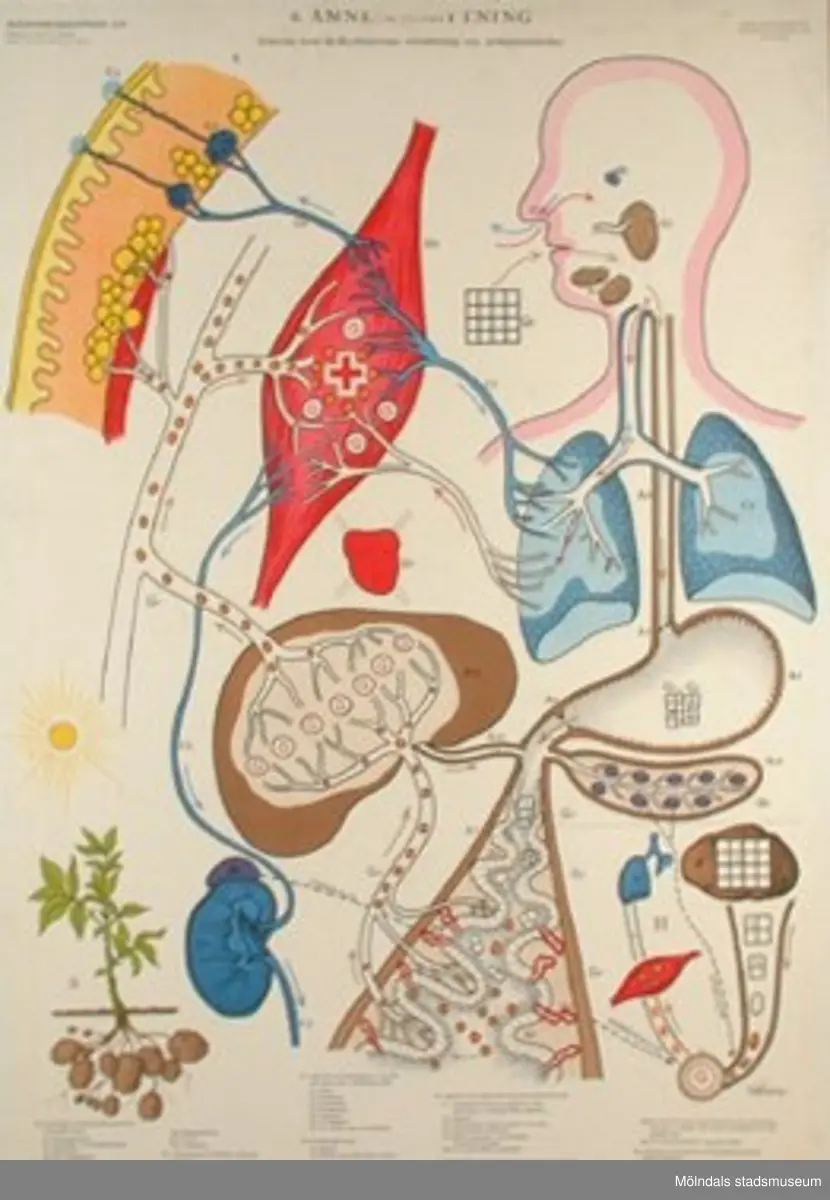 MM22926:1 - Celler.
MM22926:2 - Hud.
MM22926:3 - Skelett och leder.
MM22926:4 - Muskler.
MM22926:5 - Andnings- och cirkulationsapparater.
MM22926:6 - Ämnesomsättningen.
MM22926:7 - Nervsystem och sinnesorgan.

7 st skolplanscher som användes vid undervisning i Biologi på Gamla Liveredsskolan i Kållered.