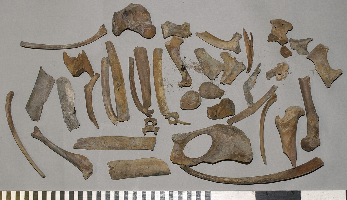 Ben från nötkreatur (Bos taurus).
17 st. delar av revben (costae).
1 st. del av bäckenben (pelvis).
1 st. del av första halskotan (atlas).
1 st. del av halskota (vertebrae cervicale).
1 st. del av bröstkota (vertebrae thoracale).
4 st. delar av lårben (femur).