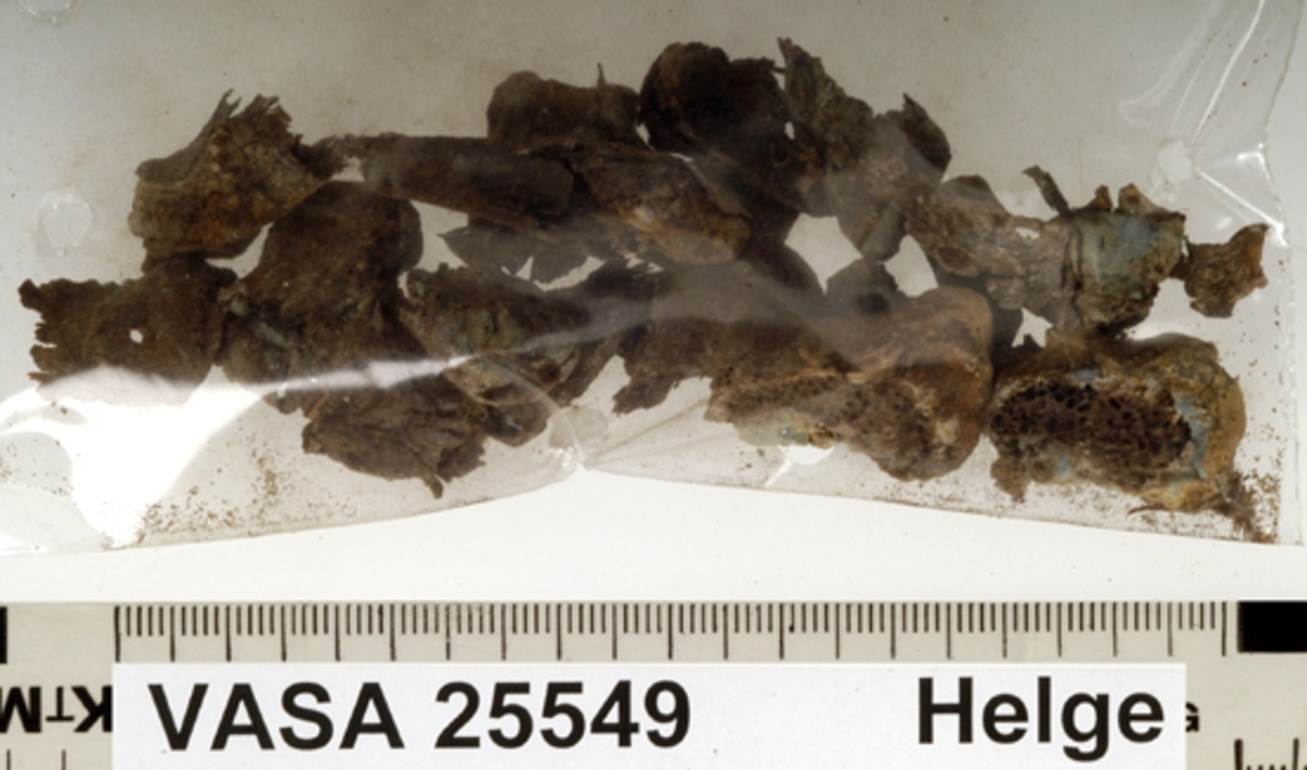 Bröstkota. Fragment av flera bröstkotor (nr 1-12).
Vertebrae Thoracicae.