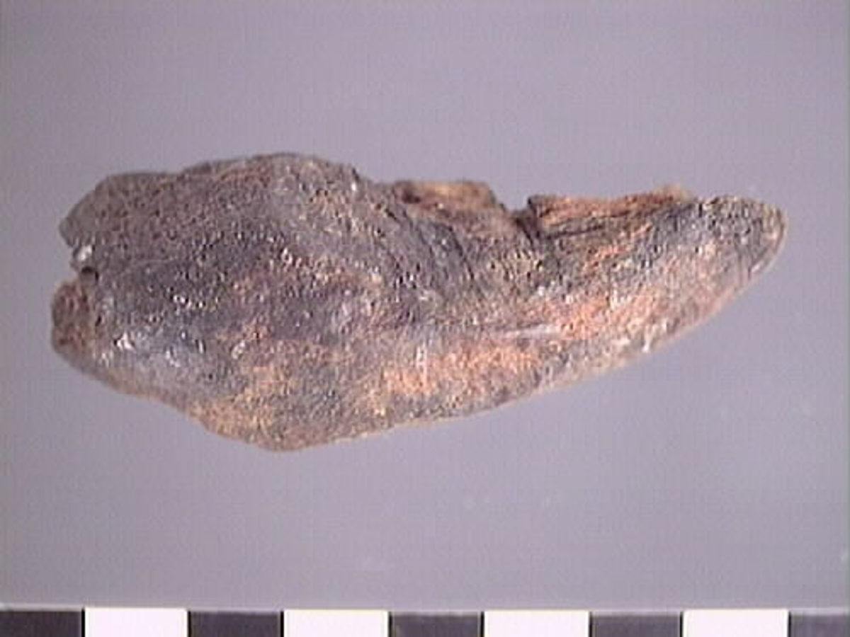 Skulpturfragment av en lejonsfigur. Baksidan är bruten och har sprickor. Är ej konserverad.

Text in English: A part of a sculpted lion figure. The fragment has not been conserved. The back is smooth and has cracks.