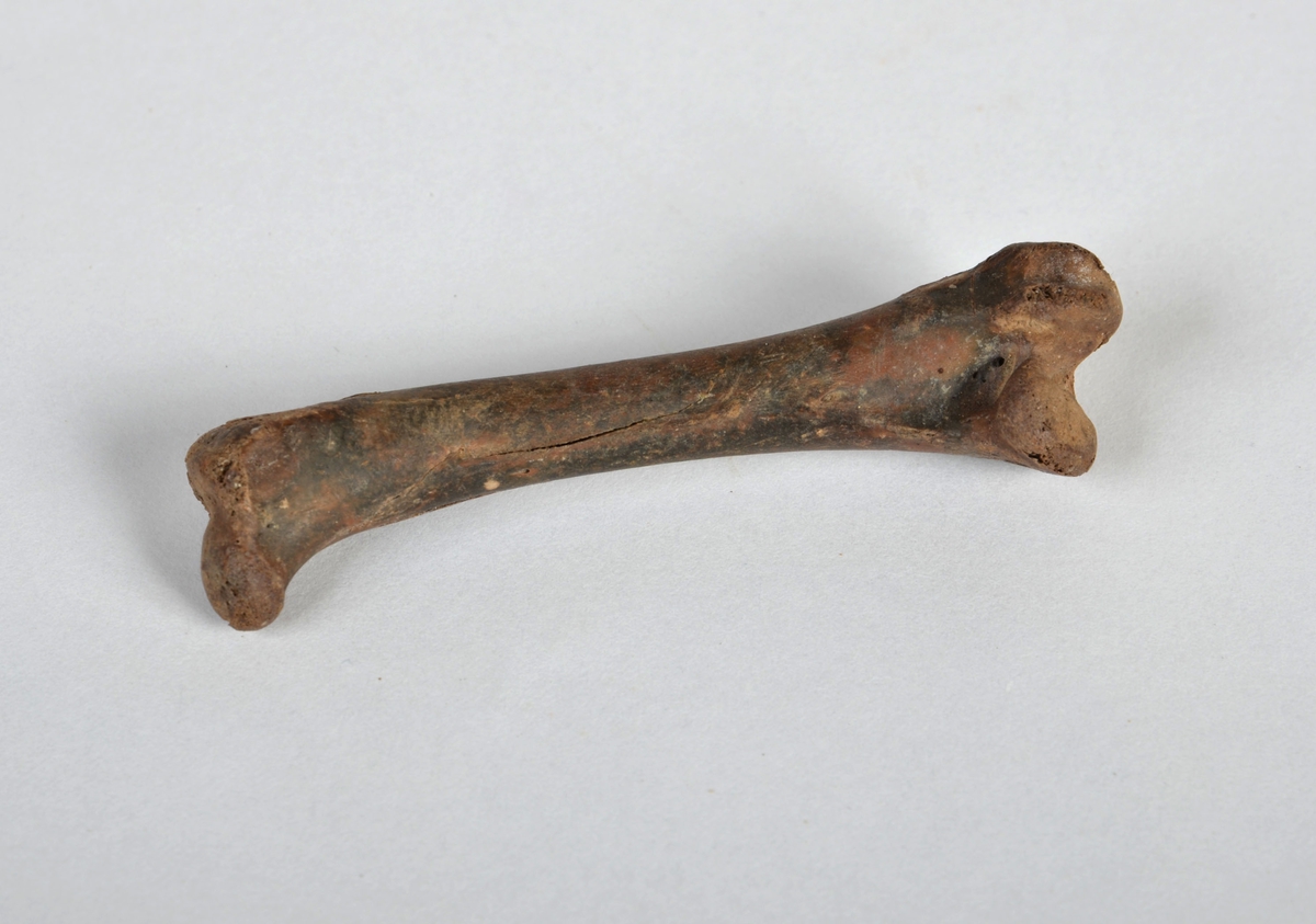 Ben från tamgås (Anser anser f. domestica).
1 st. höger lårben (femur dx).
Benet har en gulbrun-svart färg.