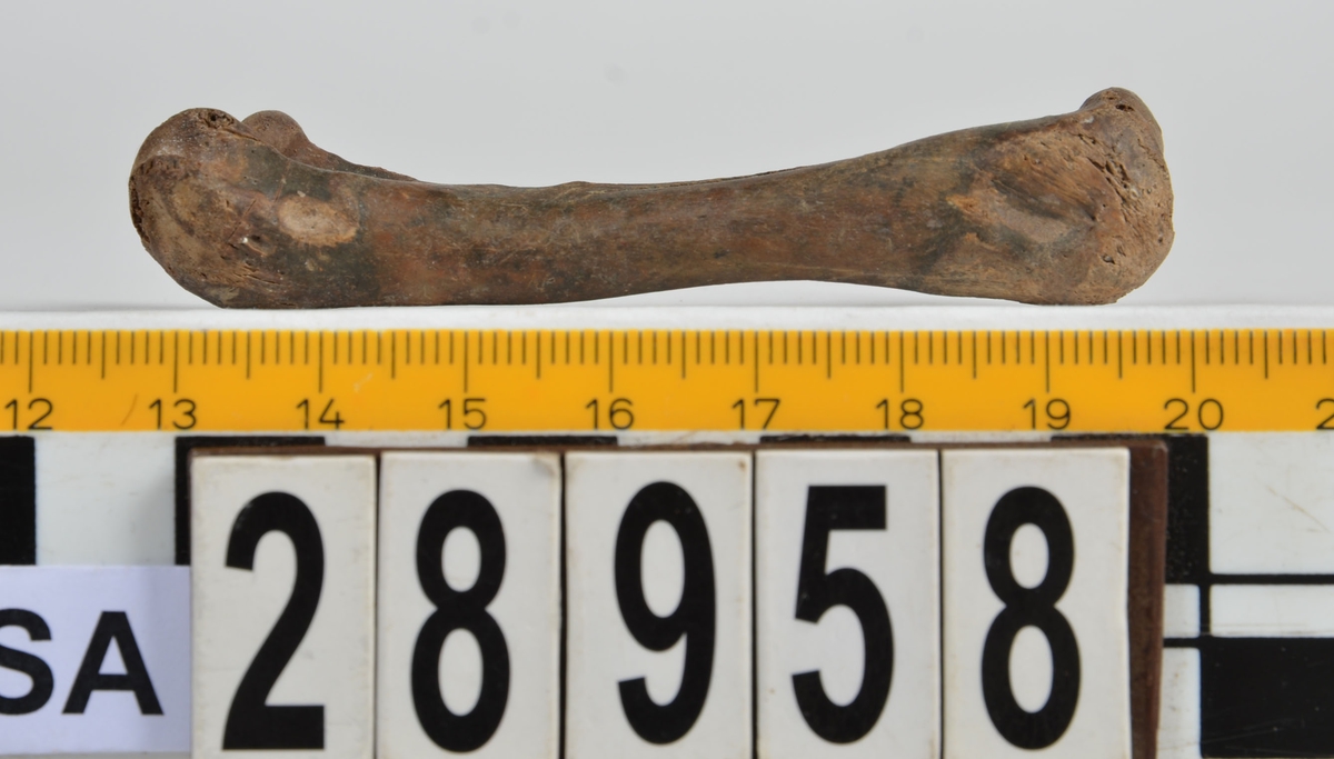 Ben från tamgås (Anser anser f. domestica).
1 st. höger lårben (femur dx).
Benet har en gulbrun-svart färg.