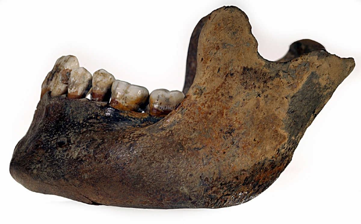 Underkäke med 14 tänder. I gott skick.
Mandibula.