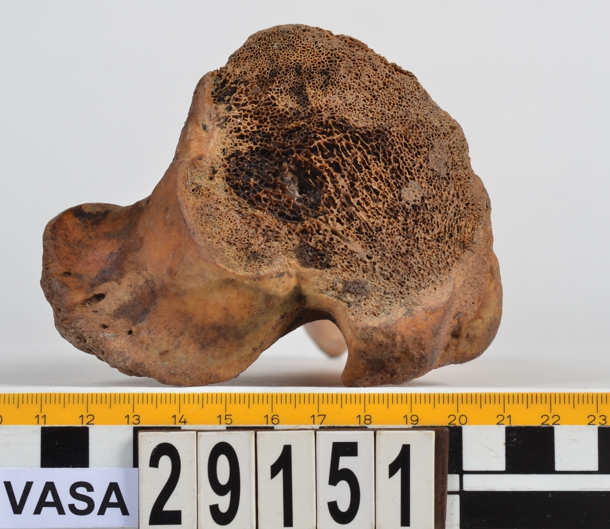 Nötben.
1 st. del av bäckenben (pelvis).
1 st. skenben (tibia).