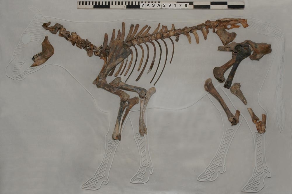 Ben från nötkreatur (Bos taurus).
2 st. överarmsben (humerus sin/dx).
2 st. strålben (radius sin/dx).
2 st. armbågsben (ulna sin/dx).
2 st. lårben (femur sin/dx).
2 st. skenben (varav en är i två delar)(tibia sin/dx).
2 st. hälben (calcaneus sin/dx).
2 st. språngben (astragalus sin/dx).
2 st. fotrotsben (os centrotarsale sin/dx).
1 st. skulderblad (scapula sin)
1 st. höftben/bäckenben i tre delar (coxae sin).
13 st. revben (costae).
1 st. kranieben/nackben (os occipitale).
1 st. första halskotan (atlas).
1 st. andra halskotan (axis).
5 st. halskotor (vertebrae cervicale).
13 st. bröstkotor (vertebrae thoracale).
6 st. ländkotor, varav en är den sista ländkotan (vertebrae lumbale).
1 st. korsben (sacrum).