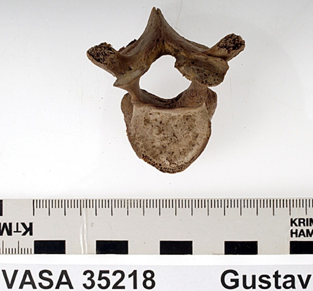 Bröstkota nr 4. I gott skick.
Vertebra Thoracicae no 4.