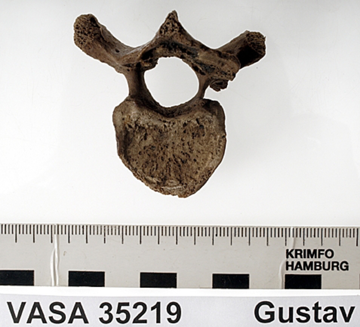 Bröstkota nr 5. I gott skick.
Vertebra Thoracicae no 5.