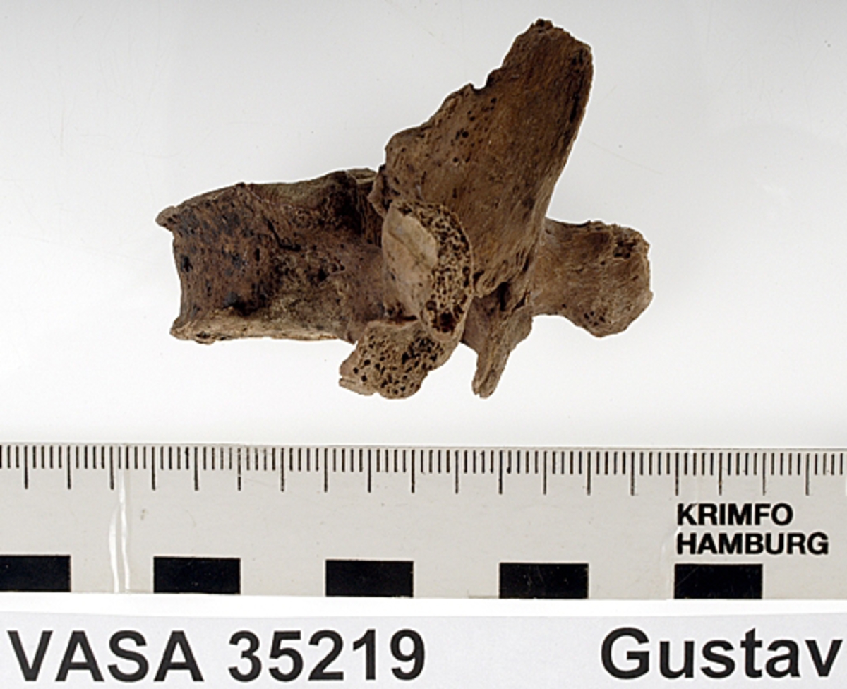 Bröstkota nr 5. I gott skick.
Vertebra Thoracicae no 5.