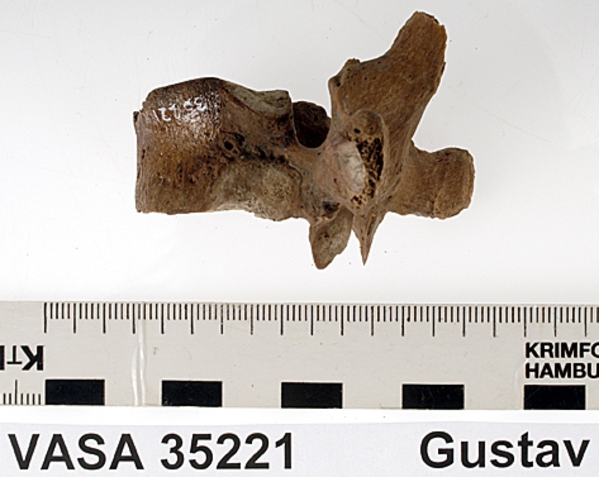 Bröstkota nr 7. I gott skick.
Vertebra Thoracicae no 7.