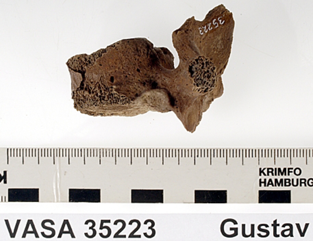 Bröstkota nr 9. I gott skick.
Vertebra Thoracicae no 9.