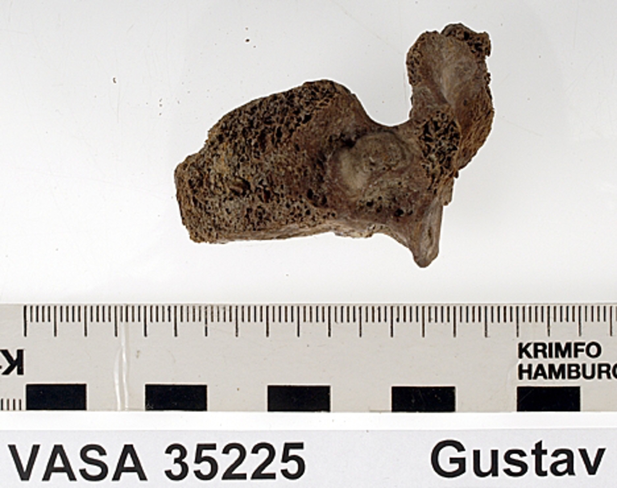 Bröstkota nr 11. I gott skick.
Vertebra Thoracicae no 11.