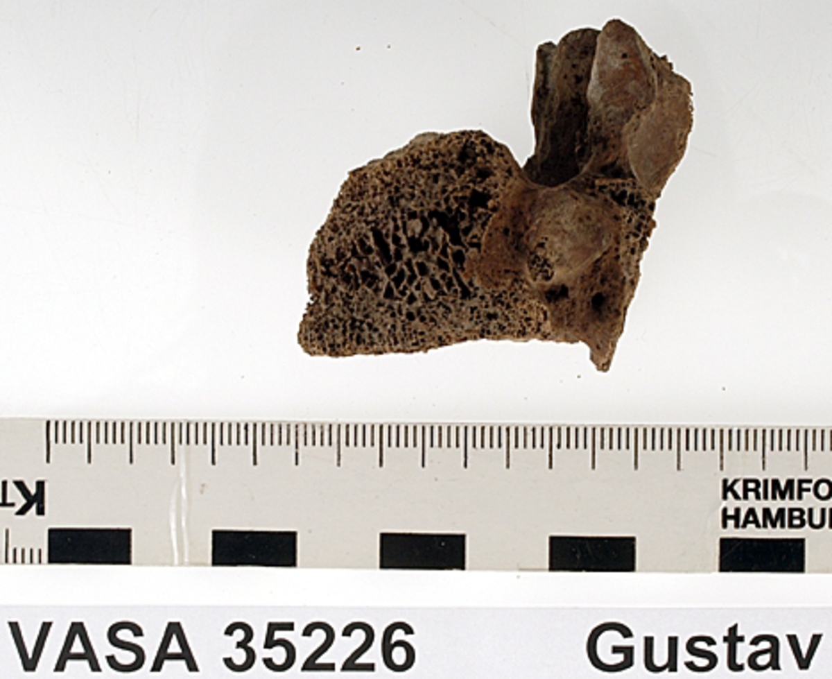 Bröstkota nr 12. I gott skick.
Vertebra Thoracicae no 12.