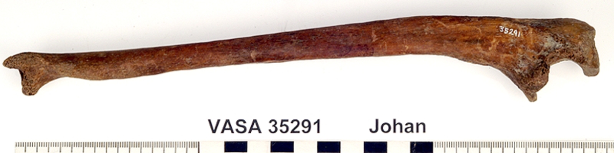 Armbågsben, vänster. I gott skick.
Ulna, sinister.