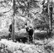 Neg nr 200. Ämne till baknaft hugges ur gran med vidsittande rotben. Foto 14.8 1962.