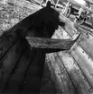 Neg nr 315, Den färdigtjärade båten med backnaften med inskurna intialer. Foto 7.10 1962.