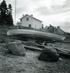 Skötbåt.
Ångermanland, Nätra tingslag och socken, Ulvö hamn.