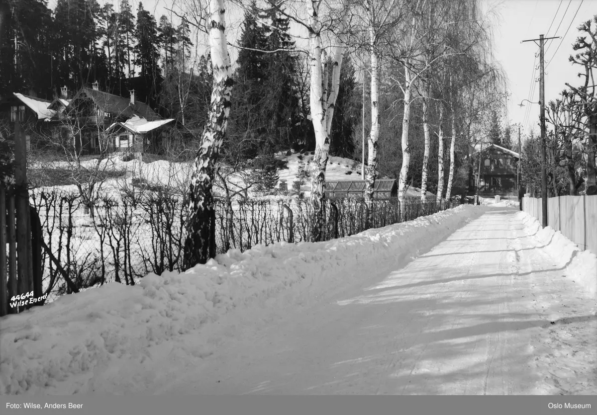 bjørkeallé, villaer, hager, drivhus, snø