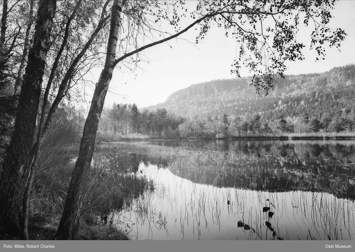 vann, vannliljer, skog, bjørketrær