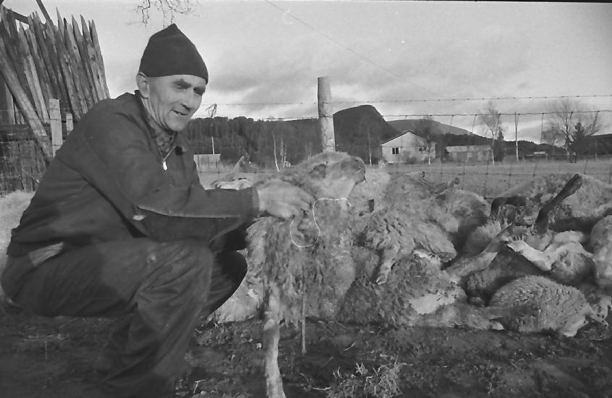 Tog- el. trafikkdrept sau i Alvdal. 