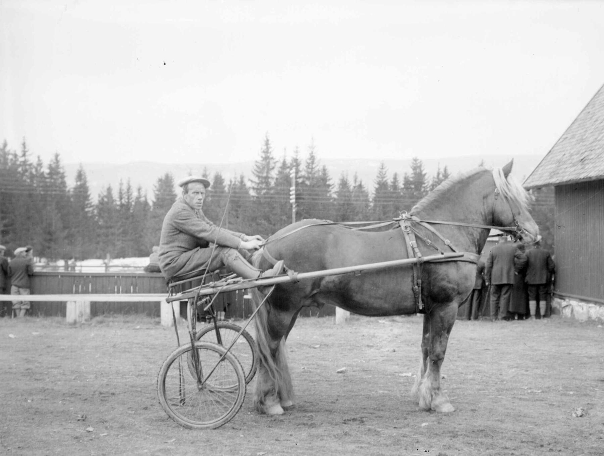 Hest. Hingsteutstilling på Smestadmoen. bl.a. "Solungen". Hestmed rytter.