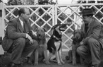 Villa Ulfhaga med familjen Sandström, Velamsund
Två män med hundar famför grindarna