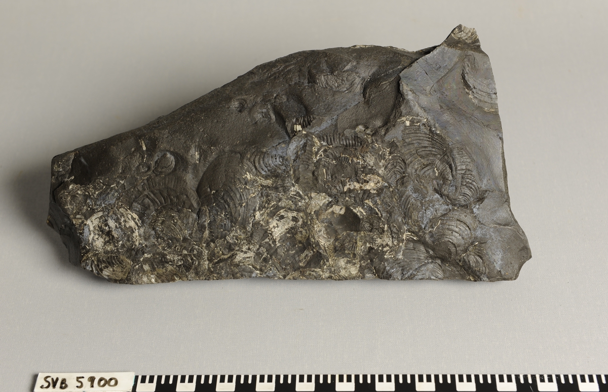Stein med fossil av dyret buchia (musling) fra Juratiden.