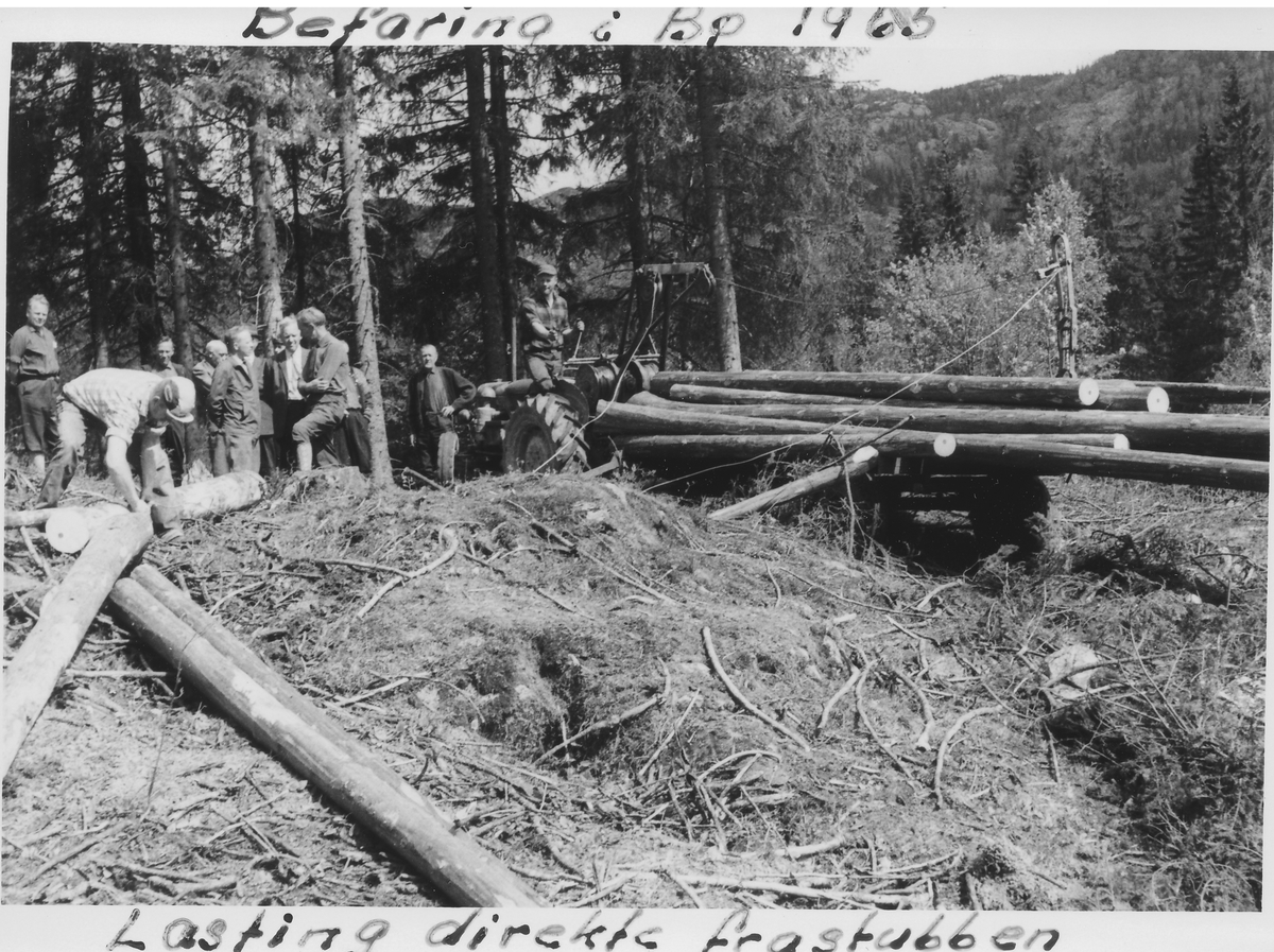 Befaring i Bø 1966. Lasting direkte fra stubben.