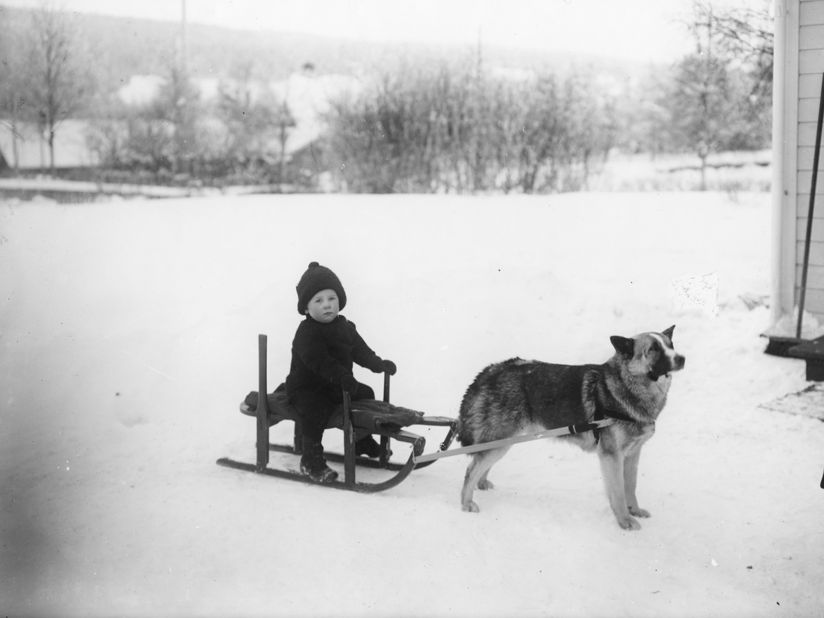 Gutt på slede med trekkhund