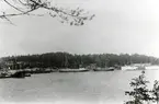 Hamnen i Rossö, Ångermanland, år 1915. Vita båten t.h. är Carl XV som trafikerade Stockholm - Rossö en gång i veckan fram till 1918.