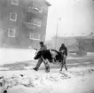 Tjurjakt på Västra Sveriges Slakteriförening (V.S.S.), Uddevalla, den 20 januari 1960