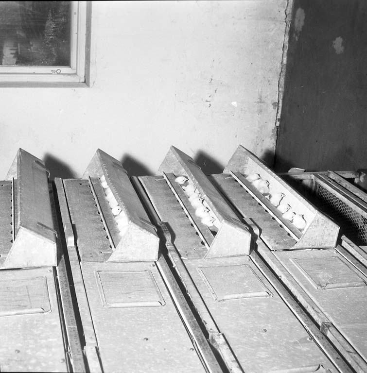Enligt notering: "Bilder till Hönserisida 24/2 1961".