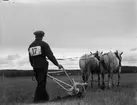 Plöjningstävling, Uppland september 1935