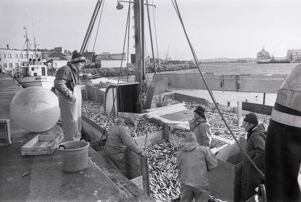 Fiskebåten LL372 Thailand av Smögen lossar skarpsill i Lysekil på 1980-talet. Thailand var följebåt till LL279 Släggö av Lysekil. På kajen Släggös skeppare Roger Selander och närmast honom på däck brodern Ove Selander.